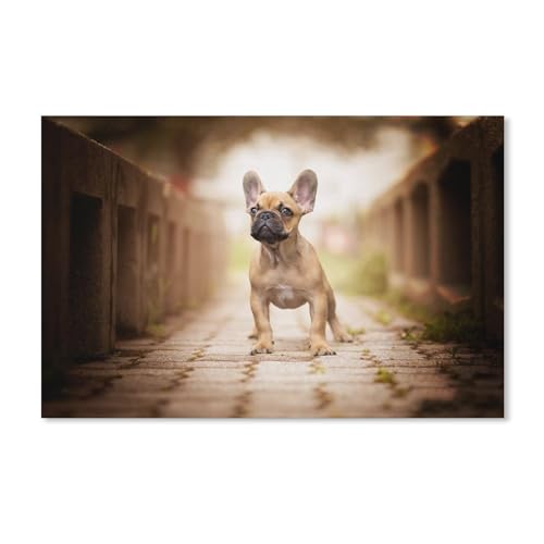 Französische Bulldogge，Puzzle 1000 Teile für Erwachsene, Klassische Puzzle Teenager Jungen Mädchen Puzzle Puzzles Spiele Pädagogisches Geschenk Home Decor（38x26cm）-F31 von YYHMKBYY