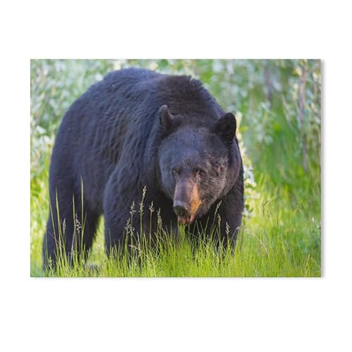 klassisches Puzzle 1000 Stück，Wilder Schwarzbär，Einzigartige Heimdekorationen Und Geschenke（38x26cm-273 von YYHMKBYY