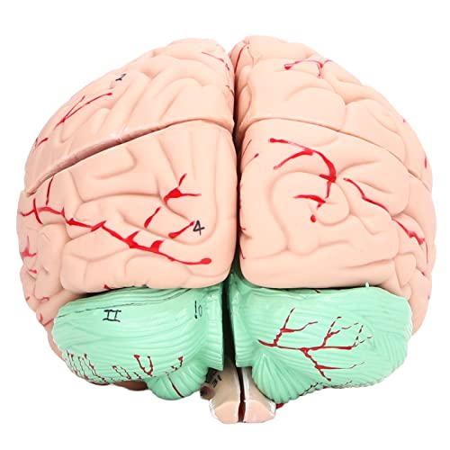 241302250 Menschliches Gehirnmodell für, Neurowissenschaftliches Studienschädel, Speziell für die Schule und zu Hause, Menschliches Schädelmodell von Yctze