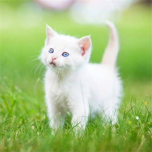 Puzzles 200 Teile, Puzzle Für Erwachsene, 28x28 cm Puzzle Lernspiel Herausforderung Spielzeug 200 Teile Graslandkatze Puzzles für Erwachsene Puzzles 200 Teile, Puzzle Für Erwachsene, 28x28 cm Puzzle Lernspiel Herausforderung Spielzeug 200 Teile Graslandkatze Puzzles für Erwachsene von Yoonqun