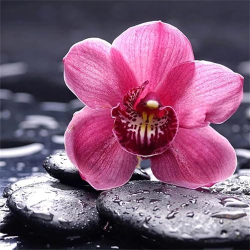 Puzzles 200 Teile, Puzzle Für Erwachsene, 28x28 cm Puzzle Lernspiel Herausforderung Spielzeug 200 Teile Orchideensteine Puzzles für Erwachsene Puzzles 200 Teile, Puzzle Für Erwachsene, 28x28 cm Puzzle Lernspiel Herausforderung Spielzeug 200 Teile Orchideensteine Puzzles für Erwachsene von Yoonqun