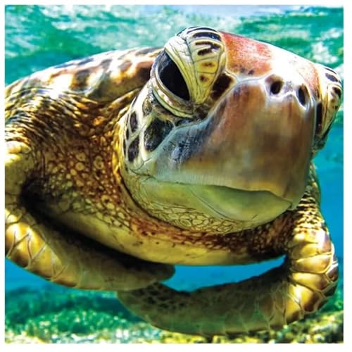 Puzzles 200 Teile, Puzzle Für Erwachsene, 28x28 cm Puzzle Lernspiel Herausforderung Spielzeug 200 Teile Schildkrötentiere Puzzles für Erwachsene Puzzles 200 Teile, Puzzle Für Erwachsene, 28x28 cm Puzzle Lernspiel Herausforderung Spielzeug 200 Teile Schildkrötentiere Puzzles für Erwachsene von Yoonqun