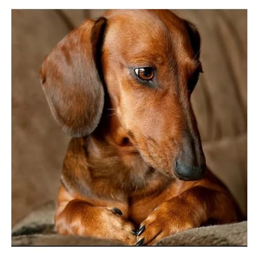 Puzzles 70 Teile, Puzzle Für Erwachsene, 16x16 cm Puzzle Lernspiel Herausforderung Spielzeug 70 Teile Dackelhund Puzzles für Erwachsene Puzzles 70 Teile, Puzzle Für Erwachsene, 16x16 cm Puzzle Lernspiel Herausforderung Spielzeug 70 Teile Dackelhund Puzzles für Erwachsene von Yoonqun