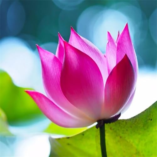 Puzzles 70 Teile, Puzzle Für Erwachsene, 16x16 cm Puzzle Lernspiel Herausforderung Spielzeug 70 Teile Lotosblume Puzzles für Erwachsene Puzzles 70 Teile, Puzzle Für Erwachsene, 16x16 cm Puzzle Lernspiel Herausforderung Spielzeug 70 Teile Lotosblume Puzzles für Erwachsene von Yoonqun