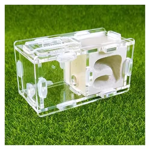 Ameisennest Ameisenfarm Ameisenhaus Ameisennest-Farm, Wissenschaftliches Experiment, Formicarium, Insektennest Für Wissenschaftliche Bildungswerkzeuge Ameisen Terrarium Ameisen Zucht Box(White) von ZWQXZX