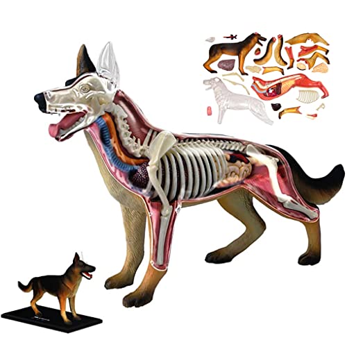 Skelettmodell 4D Wolf Hund Atomy Modell 29 Teile Voll Abnehmbare Organe Körperteile Hund Atomy Modell Wolf Hund Skelett Atomisches Modell Dreidimensionales Puzzle von ZZXGIUFJGIRUJGR