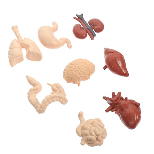 Zerodeko Anatomiemodell des Menschlichen Torsos Modell Der Wichtigsten Inneren Organe des Menschen Lehrmittel Zubehör Physiologie Spielzeug Requisiten Spielzeug Für Kinder von Zerodeko