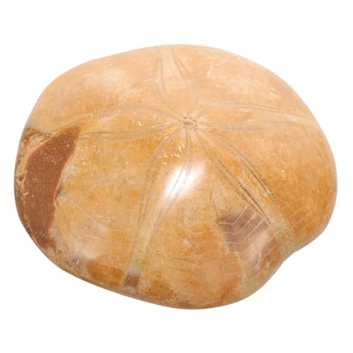 Zerodeko Natürliches Seestern Versteinerung Leichtes Tragbares Lehrzubehör für Schule und Zuhause Sichere Materialien Dekorativ und Langlebig für Lernspielzeug und Archäologie experimente Zerodeko Natürliches Seestern Versteinerung Leichtes Tragbares Lehrzubehör für Schule und Zuhause Sichere Materialien Dekorativ und Langlebig für Lernspielzeug und Archäologie experimente von Zerodeko