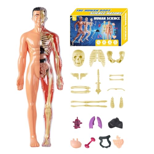 3D-Menschenkörper-Modell | Anatomisches menschliches Torso Spielzeug | Anatomisches Lernspielzeug für Schüler Lehrer Homeschool Kunst Wissenschaft Mädchen Klassenzimmer 3D-Menschenkörper-Modell | Anatomisches menschliches Torso Spielzeug | Anatomisches Lernspielzeug für Schüler Lehrer Homeschool Kunst Wissenschaft Mädchen Klassenzimmer von Ziennhu