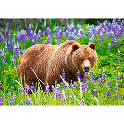 alles-meine.de GmbH Puzzle 500 Teile - Bär auf der Wiese - Grizzly Blumewiese Braunbär - Grizzlybär - Nordamerika - Rocky Mountains - Yellowstone Nationalpark - Kodiak - Kodiak.. von alles-meine.de GmbH