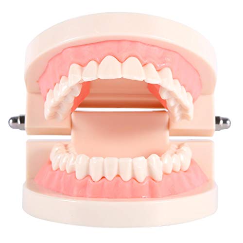 Standard-Zahnmodell, Kinderzahnmedizinisches Lehrmaterial für Erwachsene Standard-Typodont-Demonstration Unterrichten von Kindern beim Zähneputzen (ohne Weisheitszähne) von aqxreight