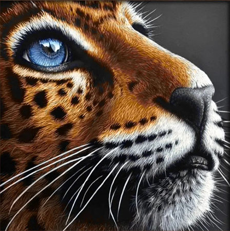 Blau�ugiger Leopard