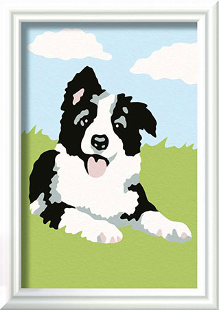 Border Collie Welpe