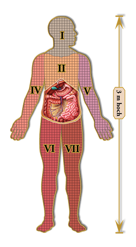 Dr. Livingstons Anatomiepuzzle: Der menschliche  Bauch (3 von 7)