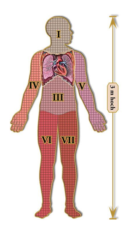 Dr. Livingstons Anatomiepuzzle: Der menschliche  Brustkorb (2 von 7)