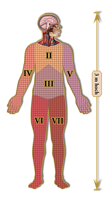 Dr. Livingstons Anatomiepuzzle: Der menschliche Kopf (1 von 7)