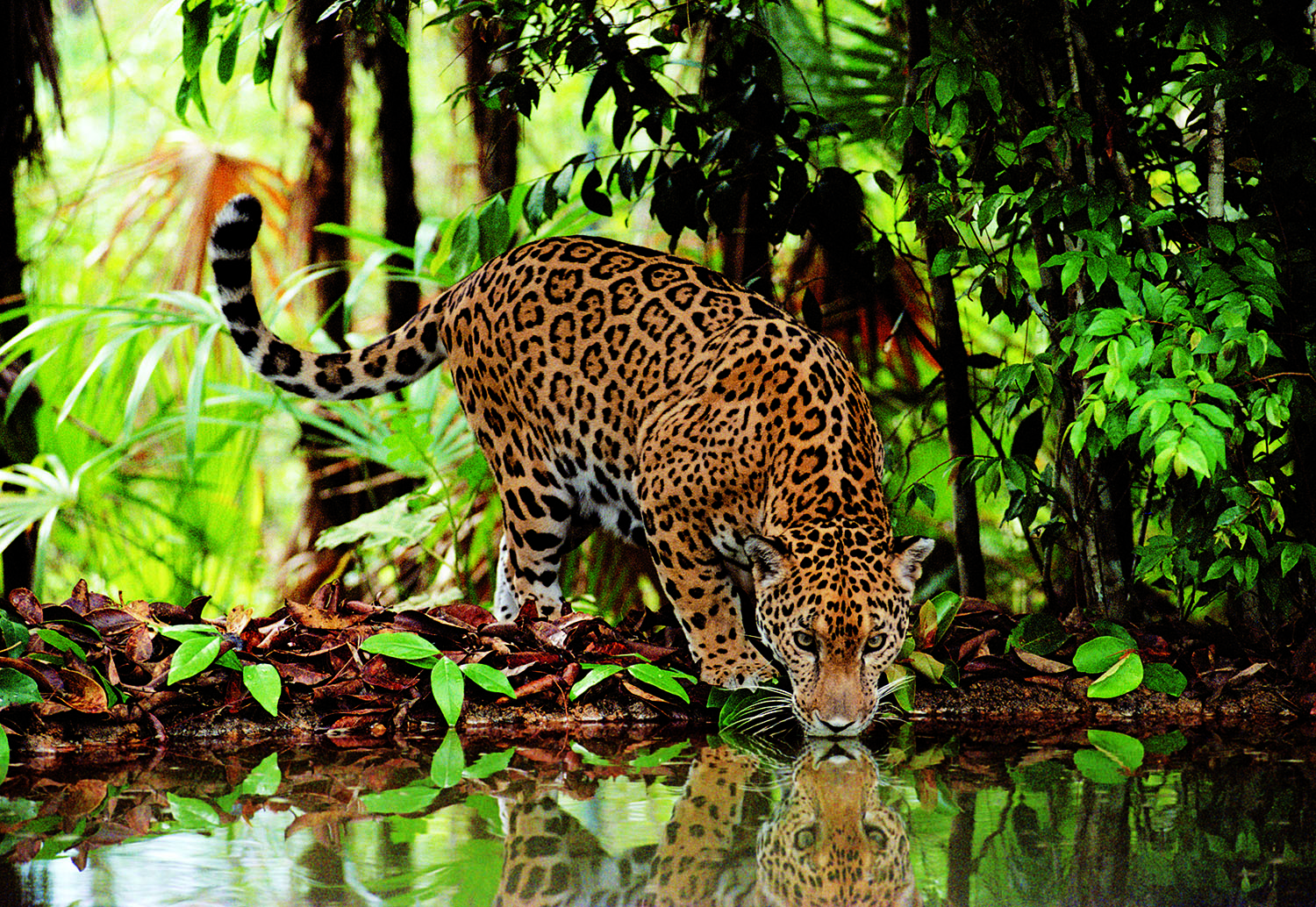 Heranschleichender Leopard