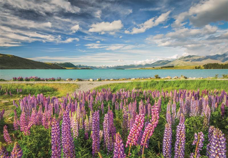 Lupinen am Tekapo-See