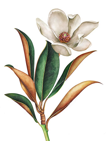 Magnolienbl�te