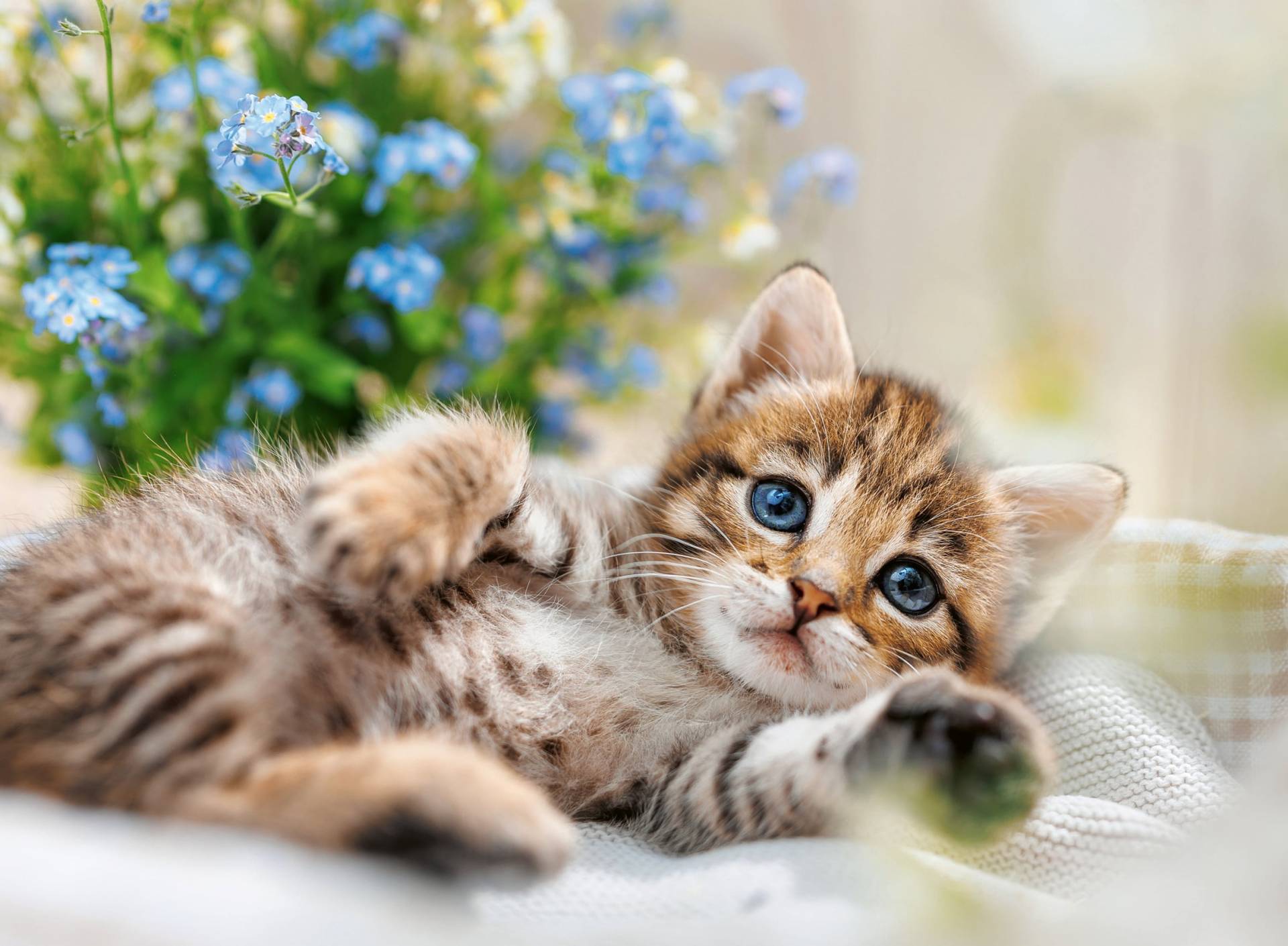 Welpenkollektion: Sweet Kitty Welpenkollektion: Sweet Kitty