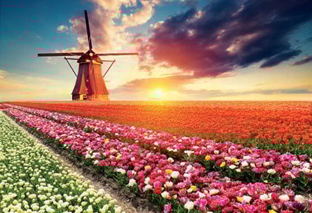 Windm�hle im Tulpenfeld Windm�hle im Tulpenfeld