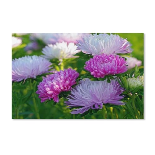 Jigsaw Puzzles 1000 Stück，Chrysantheme, weiß und rosa，Für Holzkinder Spiele Lernspielzeug（75x50cm）-81 von dcobs