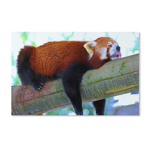 Kinder Karton Puzzle 1000 Teile，Roter Panda im schlafenden Baum，Modern Zuhause Dekoration Einzigartiges Geschenk（38x26cm）-A311 von dcobs