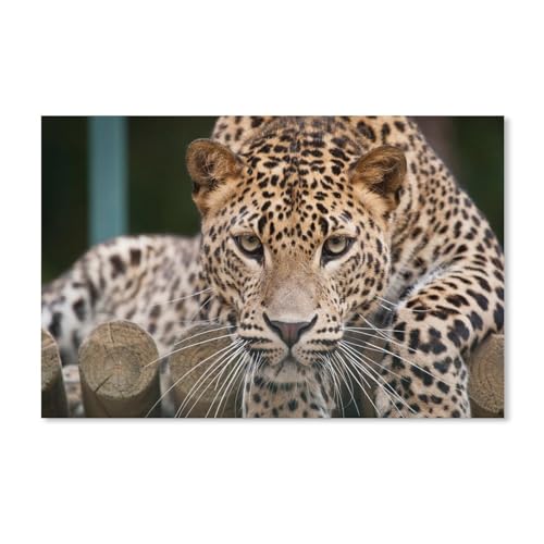 Nahaufnahme des Leopardengesichts，Papier Landscape Puzzle, Jigsaw Puzzles 1000 Pieces, for Adult Kids Decompression Puzzle Nice Gifts（38x26cm）-361 von dcobs