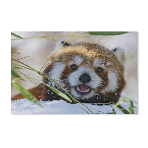 Roter Panda im Schneewinter，1000 Teile Puzzle Erwachsene Dekompressionsspielzeug Erwachsene Ideales Pädagogisches Puzzle Erwachsene Spiele Geschenk（50x70cm）-A143 von dcobs