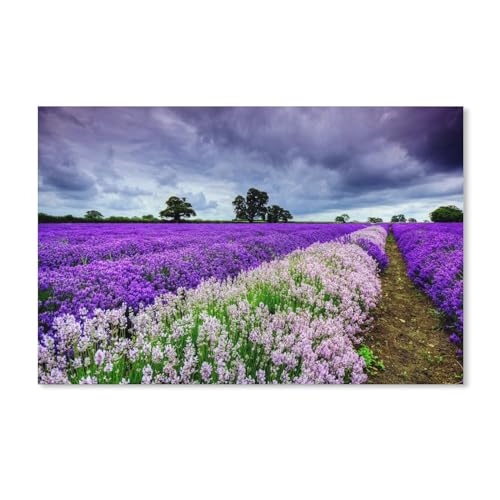 Wunderschön die Welt des Lavendels，Puzzles 1000 Teile für Erwachsene, Klassische Puzzle Kinder Puzzle Herausfordernde Und Schwierige Rätsel für Erwachsene Und Jugendliche（50x70cm）-281 von dcobs