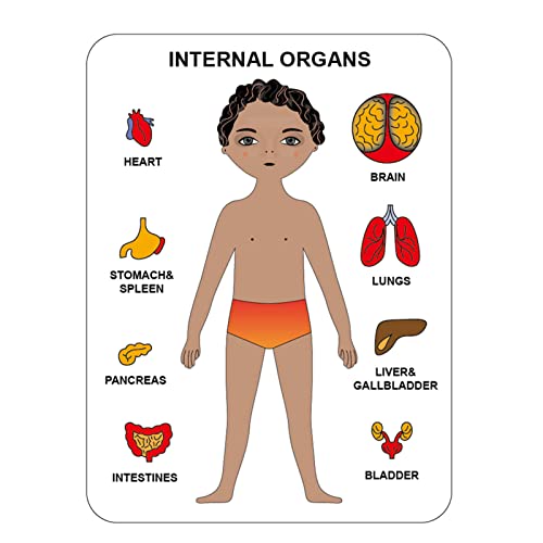 Kinder Kinder Holzpuzzle | Holzpuzzle für Kinder von 3-6 Jahren - Anatomie-Spielset für Mädchen 3-6 Jahre Lernkörper Skelettorgane, Geschenkspielzeug für Jungen und Mädchen Delr von delr