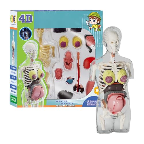 demaxiyad Anatomie Modell Für Kinder | Schwangeren Frauen Anatomiemodell - Realistisches Anatomie-Set Mit Abnehmbaren Teilen, Bewegliches Anatomiemodell, Lernspielzeug Für Schüler, Kinder & demaxiyad Anatomie Modell Für Kinder | Schwangeren Frauen Anatomiemodell - Realistisches Anatomie-Set Mit Abnehmbaren Teilen, Bewegliches Anatomiemodell, Lernspielzeug Für Schüler, Kinder & von demaxiyad