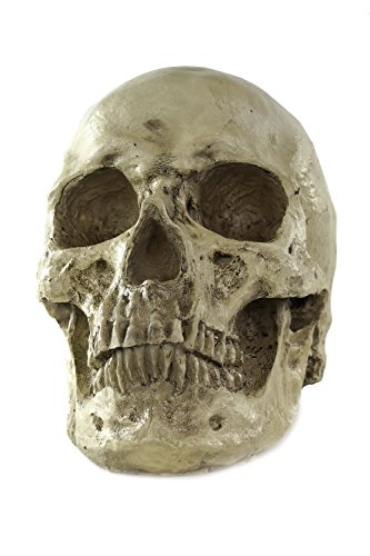 DRESS ME UP - Halloween Totenschädel menschlicher Schädel Skull Gerippe Knochengerippe VQ-057 von dressmeup