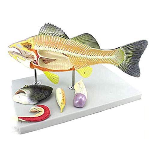 4D-Fisch-anatomisches Modell, Aquakultur-Skelettmodell, medizinisches anatomisches Tiermodell, DIY-Montagespielzeug, professionelles anatomisches Modell für den naturwissenschaftlichen Unterricht von dsmsdre