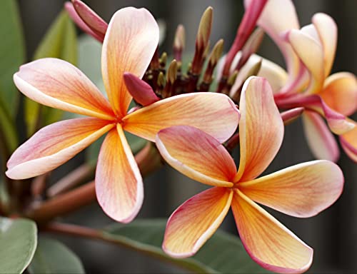 HANSEPUZZLE 103823 - Plumeria Puzzle 1000 Teile | Natur Puzzle mit hochwertiger Puzzle Aufbewahrung: Kartonbox und Wieder verschließbarem Beutel | Puzzle-Maße: 60 x 46 cm HANSEPUZZLE 103823 - Plumeria Puzzle 1000 Teile | Natur Puzzle mit hochwertiger Puzzle Aufbewahrung: Kartonbox und Wieder verschließbarem Beutel | Puzzle-Maße: 60 x 46 cm von hansepuzzle