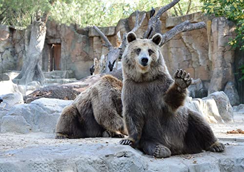 HANSEPUZZLE 106205 - Bär Puzzle 130 Teile | Tierwelt Puzzle mit hochwertiger Puzzle Aufbewahrung: Kartonbox und wiederverschließbarem Beutel | Puzzle-Maße: 28,7 x 20 cm HANSEPUZZLE 106205 - Bär Puzzle 130 Teile | Tierwelt Puzzle mit hochwertiger Puzzle Aufbewahrung: Kartonbox und wiederverschließbarem Beutel | Puzzle-Maße: 28,7 x 20 cm von hansepuzzle