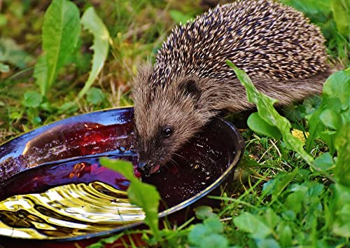 hansepuzzle 20359 - Igel Puzzle 260 Teile | Tierwelt Puzzle mit hochwertiger Puzzle Aufbewahrung: Kartonbox und wiederverschließbarem Beutel | Puzzle-Maße: 41 x 28,7 cm von hansepuzzle