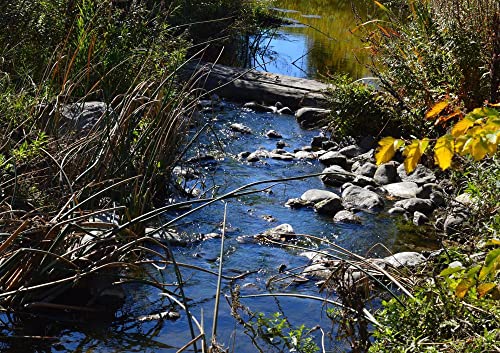 HANSEPUZZLE 20763 - Bachlauf Puzzle 130 Teile | Natur Puzzle mit hochwertiger Puzzle Aufbewahrung: Kartonbox und wiederverschließbarem Beutel | Puzzle-Maße: 28,7 x 20 cm HANSEPUZZLE 20763 - Bachlauf Puzzle 130 Teile | Natur Puzzle mit hochwertiger Puzzle Aufbewahrung: Kartonbox und wiederverschließbarem Beutel | Puzzle-Maße: 28,7 x 20 cm von hansepuzzle