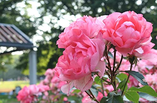 HANSEPUZZLE 23811 - Rose Puzzle 500 Teile | Natur Puzzle mit hochwertiger Puzzle Aufbewahrung: Kartonbox und wiederverschließbarem Beutel | Puzzle-Maße: 46 x 30 cm HANSEPUZZLE 23811 - Rose Puzzle 500 Teile | Natur Puzzle mit hochwertiger Puzzle Aufbewahrung: Kartonbox und wiederverschließbarem Beutel | Puzzle-Maße: 46 x 30 cm von hansepuzzle