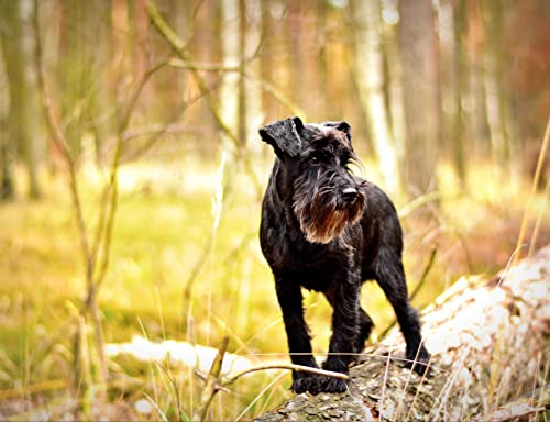 hansepuzzle 29301 - Zwergschnauzer Puzzle 1000 Teile | Tierwelt Puzzle mit hochwertiger Puzzle Aufbewahrung: Kartonbox und Wieder verschließbarem Beutel | Puzzle-Maße: 60 x 46 cm von hansepuzzle