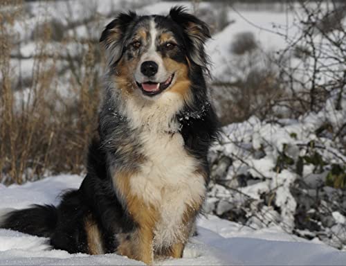 HANSEPUZZLE 29851 - Australian Shepherd Puzzle 1000 Teile | Tierwelt Puzzle mit hochwertiger Puzzle Aufbewahrung: Kartonbox und Wieder verschließbarem Beutel | Puzzle-Maße: 60 x 46 cm von hansepuzzle