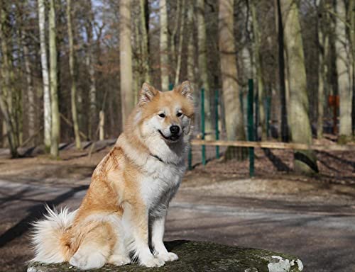 hansepuzzle 30571 - Eurasier Puzzle 1000 Teile | Tierwelt Puzzle mit hochwertiger Puzzle Aufbewahrung: Kartonbox und Wieder verschließbarem Beutel | Puzzle-Maße: 60 x 46 cm von hansepuzzle