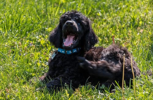 HANSEPUZZLE 35265 - Hund Puzzle 500 Teile | Tierwelt Puzzle mit hochwertiger Puzzle Aufbewahrung: Kartonbox und wiederverschließbarem Beutel | Puzzle-Maße: 46 x 30 cm HANSEPUZZLE 35265 - Hund Puzzle 500 Teile | Tierwelt Puzzle mit hochwertiger Puzzle Aufbewahrung: Kartonbox und wiederverschließbarem Beutel | Puzzle-Maße: 46 x 30 cm von hansepuzzle