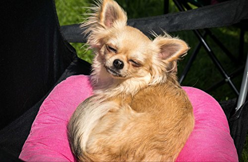 HANSEPUZZLE 36071 - Chihuahua Puzzle 500 Teile | Tierwelt Puzzle mit hochwertiger Puzzle Aufbewahrung: Kartonbox und wiederverschließbarem Beutel | Puzzle-Maße: 46 x 30 cm HANSEPUZZLE 36071 - Chihuahua Puzzle 500 Teile | Tierwelt Puzzle mit hochwertiger Puzzle Aufbewahrung: Kartonbox und wiederverschließbarem Beutel | Puzzle-Maße: 46 x 30 cm von hansepuzzle