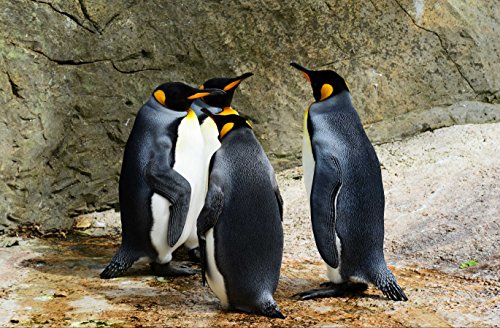 HANSEPUZZLE 36339 - König Pinguin Puzzle 500 Teile | Tierwelt Puzzle mit hochwertiger Puzzle Aufbewahrung: Kartonbox und wiederverschließbarem Beutel | Puzzle-Maße: 46 x 30 cm von hansepuzzle