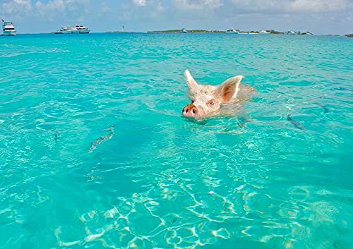 hansepuzzle 39554 - Schwimmende Schweine Puzzle 130 Teile | Reisen Puzzle mit hochwertiger Puzzle Aufbewahrung: Kartonbox und wiederverschließbarem Beutel | Puzzle-Maße: 28,7 x 20 cm von hansepuzzle