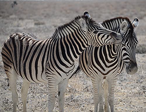 HANSEPUZZLE 70812 - Zebra Puzzle 1000 Teile | Tierwelt Puzzle mit hochwertiger Puzzle Aufbewahrung: Kartonbox und Wieder verschließbarem Beutel | Puzzle-Maße: 60 x 46 cm von hansepuzzle