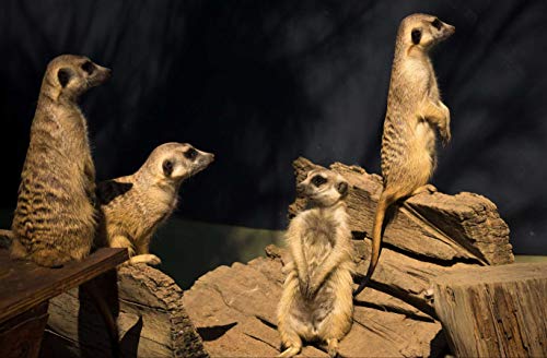 HANSEPUZZLE 84274 - Erdmännchen Puzzle 500 Teile | Natur Puzzle mit hochwertiger Puzzle Aufbewahrung: Kartonbox und wiederverschließbarem Beutel | Puzzle-Maße: 46 x 30 cm HANSEPUZZLE 84274 - Erdmännchen Puzzle 500 Teile | Natur Puzzle mit hochwertiger Puzzle Aufbewahrung: Kartonbox und wiederverschließbarem Beutel | Puzzle-Maße: 46 x 30 cm von hansepuzzle