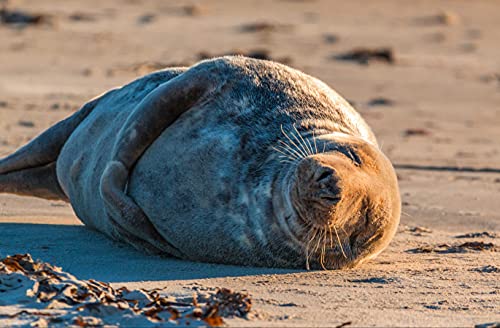 HANSEPUZZLE 99188 - Seehund Puzzle 500 Teile | Tierwelt Puzzle mit hochwertiger Puzzle Aufbewahrung: Kartonbox und wiederverschließbarem Beutel | Puzzle-Maße: 46 x 30 cm HANSEPUZZLE 99188 - Seehund Puzzle 500 Teile | Tierwelt Puzzle mit hochwertiger Puzzle Aufbewahrung: Kartonbox und wiederverschließbarem Beutel | Puzzle-Maße: 46 x 30 cm von hansepuzzle