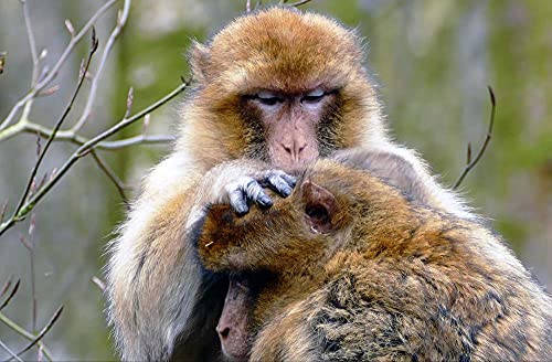 hansepuzzle 10338 - AFFE Puzzle 500 Teile | Natur Puzzle mit hochwertiger Puzzle Aufbewahrung: Kartonbox und Wieder verschließbarem Beutel | Puzzle-Maße: 46 x 30 cm hansepuzzle 10338 - AFFE Puzzle 500 Teile | Natur Puzzle mit hochwertiger Puzzle Aufbewahrung: Kartonbox und Wieder verschließbarem Beutel | Puzzle-Maße: 46 x 30 cm von hansepuzzle